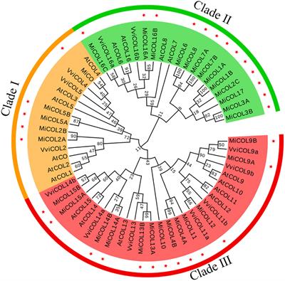 Genome-wide identification of the mango CONSTANS (CO) family and functional analysis of two MiCOL9 genes in transgenic Arabidopsis